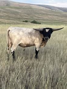 Bull 278
