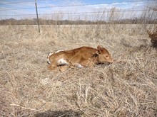 JAMMIN TEX X CINCO CINCA CB Tag 306