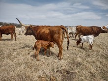 Jammin Tex x Bayou Holly Tag 307