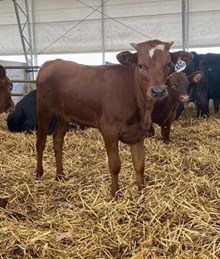 HR REBEL BANG x PCC MIDAS TOUCH - Tag 3260