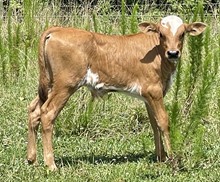 Steer Dice 23