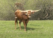 4/8/24 BELL RED BC 128