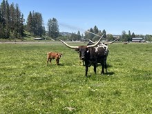 BL Sassie Aussie