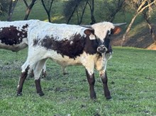 4/26/25 HYDRO CAT BC