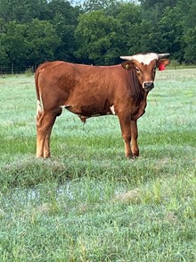 Bull WF Commando x HR Slams Rose
