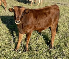 A&S Warlock’s Circe