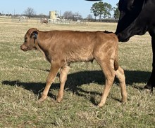 Contender x Patriot Bull Calf