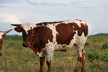 AA Wow’s Dotty’s Steer