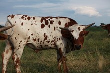 Gunner’s Rosebud’s Steer