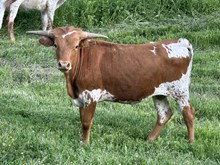 Margie Heifer 