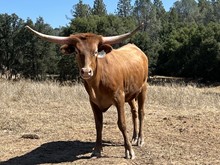 SLL QUEEN OF HEARTS (BUTLER COW)