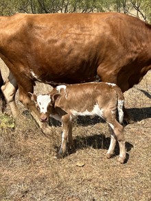 CBF Cajun Princess