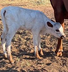 REBEL HR x TEXANA TINSEL Heifer