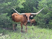 LITTLE ACE TRINITY BELLE (BUTLER COW)