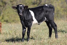 DW DRILL BABY DRILL 45