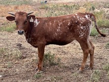 BR Rebel/ Barn Dancer 3