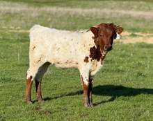 9/4/24 MISS TUFF ENUFF HEIFER