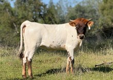 8/21/24 TSUNAMI HEIFER