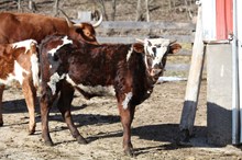 Glitter Sparkle’s Steer