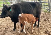 JAMMIN TEX X RM OK LADY PAT 555  TAG 238 H