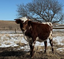 JAMMIN TEX X HR SETTING PRETTY (B)