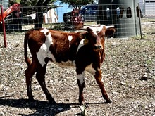 Lady Rex Rebel Heifer