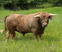 Mac Dubh