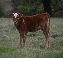 #2069 - HR Rebel Shield x Jammin Tex