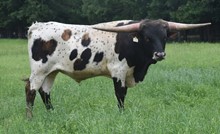 #2158 - HR Iron Rose x Pacific Cowboy 40