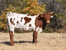 #2207 - HR Bubbas Rose x RHF Sharp Shooter