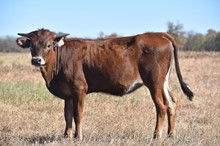 #2211 - HR Rose Bud x Del Charro