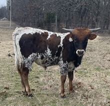 #2215 - CV Running Brook x Warlock HR