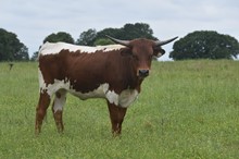 #2219 - Bayou Sunshine x TK Lee
