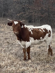 #2220 - RRR Miss Remember Me x Warlock HR