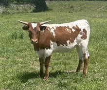 #2220 - RRR Miss Remember Me x Warlock HR