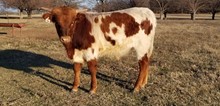 PH#2223 - LLL Rosemary x RHF Sharp Shooter