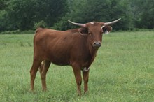 #2235 - Bar R Shimmer & Shine x JBR American Patr