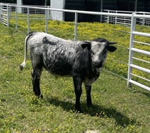 #2240 - Lazy J's Kick Back x LTL Blue Streak