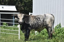 #2240 - Lazy J's Kick Back x LTL Blue Streak