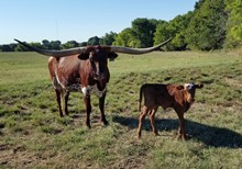 #2244 - HR Bubbas Cat x Jammin Tex