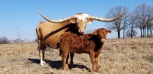#2247 - HR Rose Command x Pacific Cowboy 40