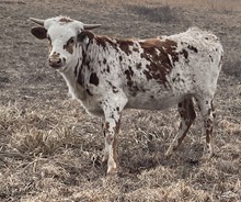 #2252 - KDK Polar Queen x Street Bet BCB