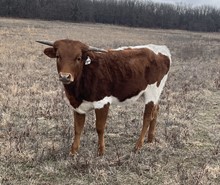 #2262 - Melody 741 x Mr. Rio  Royal