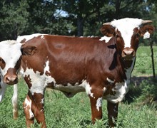 #2305 - Texana Tempest x Rebel