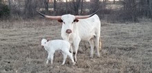 #2306 - HR Rebs Pretty Lady x SOR Super Duty