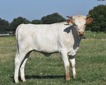 #2306 - HR Rebs Pretty Lady x SOR Super Duty