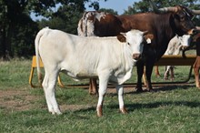#2309 - HR Beasts Flower x Rebel
