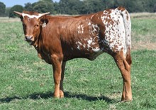 #2311 - HR Spring BJX x Rebel