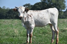 #2312 - CV Running Brook x Rebel