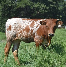 #2314 - HR Rip Dandy x Rebel  HR